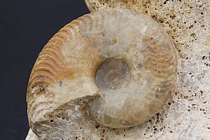 Ammoniten 3527